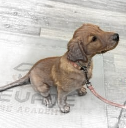 Our puppy class is designed for puppies between the ages of 10 and 17 weeks.  We are located in Olathe Kansas.